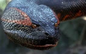 Hewan ini memiliki sisik seperti kadal tetapi tidak memiliki kaki. 8 Fakta Menarik Tentang Ular Terbesar Di Dunia Anaconda Hijau
