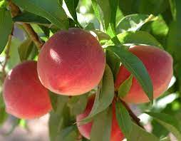 Different peach varieties have different chilling period requirements, and this information is invariably. Florida King Peach Tree Ison S Nursery Vineyard