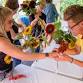 Coshocton Sunflower Festival: Sunflowers & Fairs