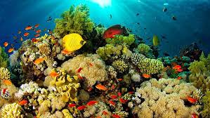 CORALES DE PROFUNDIDAD - COLPARQUES - PARAÍSOS POR DESCUBRIR EN ...