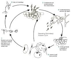 Image result for tomato seedling early blight