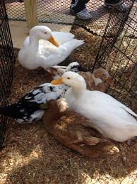What is a petting zoo? Petting Zoo Parties And Rentals Ny Nyc Nj Ct Long Island