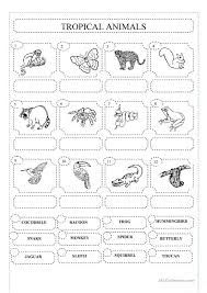 animals in the rainforest worksheets 99worksheets