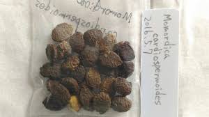 Image result for Momordica cardiospermoides