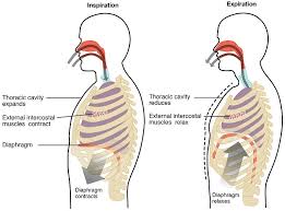 This is an online quiz called rib cage muscle diagram. Mechanics Of Breathing Inspiration Expiration Teachmephysiology