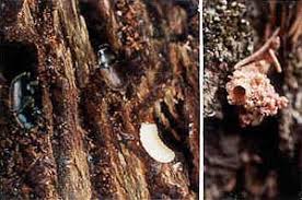 Ips typographus the most serious and destructive pest of spruce species in its native range which includes asia and. Spruce Beetle In Coastal Maine Spruce Stands Forest Health Monitoring Maine Forest Service Maine Dacf