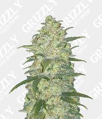 Delonghi coffee machine automatic white widow marijuana buds. Original Auto White Widow Seeds Grizzly Seed Bank Fastbuds