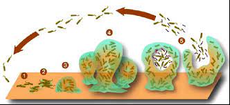 Biofilm Busting Protocol H Pylori Lyme Gram Negative Bacteria