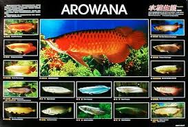 arowana fish aquarium fish aquarium