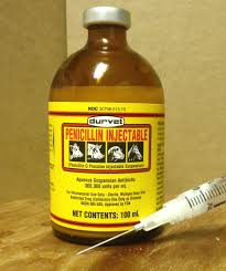 Raising Goats When To Consider Using Antibiotics Raising Goats Goat Care Goat Farming
