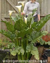 Zantedeschia White Giant Giant Arum Lily Giant Calla Lily Arum Lily Zantedeschia Lily Plants