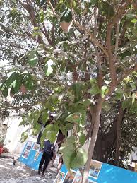 Image result for Tapinanthus