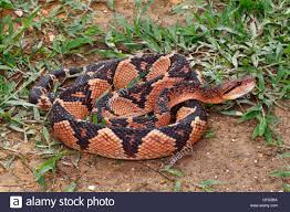 Black And White Diamond Pattern Snake Love The Black And White Diamond Pattern Of The Bushmaster Snake And The Orange Ombre Down It S Body Snake Orange Ombre Pit Viper