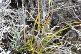 Image result for Costularia natalensis