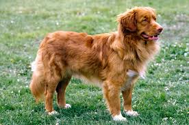 Brownie nova scotia duck / tolling retriever senior malebrownie ns duck / tolling retriever senior male. Nova Scotia Duck Tolling Retriever Dog Breed Information