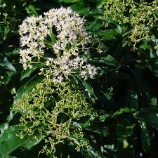 Image result for Nuxia