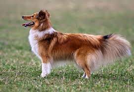 What Is The Life Span Of A Sheltie Cuteness