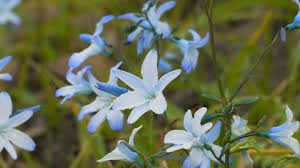 Image result for Tecophilaeaceae