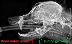 Pneumonia in people with lung cancer. Dr Phil Zeltzman S Blog Page 2 Of 35 Serious Advice For True Pet Lovers