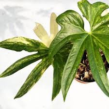 Walau sebagian orang hanya menikmatinya sebagai kepuasan dan hiburan, namun. 4 Jenis Anthurium Yang Sedang Naik Daun Dengan Harga Jutaan