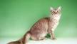 Javanese Cat Breed Information, Pictures, Characteristics ...