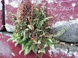 Image result for Asplenium sandersonii