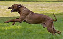 Lettres à un jeune poète (briefe an einen jungen dichter en allemand) est une œuvre littéraire de rainer maria rilke parue pour la première fois en 1929 chez insel à leipzig. Chien De Rhodesie A Crete Dorsale Wikipedia