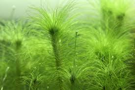 Image result for Eriocaulon transvaalicum