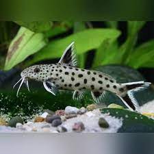 Pin On Aquarium