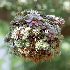 We did not find results for: 25 Easy And Eye Catching Hanging Baskets Better Homes Gardens