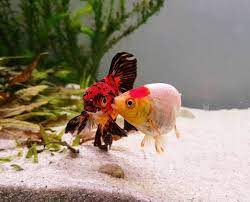 We did not find results for: Do Goldfish Need Air Pumps Air Pumps For Goldfish Tanks