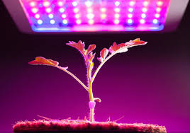 Why The Led Plant Light Can Shorten The Plant Growth Cycle Eneltec Group