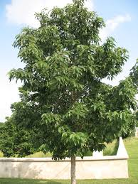 We are thinking about planting several fruiting trees that feed wildlife (and maybe humans occaisionally) so that the wildlife don't go after the apple, apricot, peach, etc. Food Plot Fruit Trees