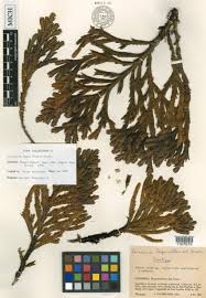 Image result for Anisopappus kirkii