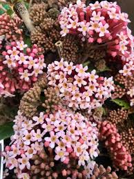 Image result for Rogiera amoena