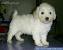 Cute Soft Coated Wheaten Terrier Puppies