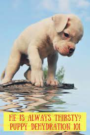 See full list on petmd.com How Much Water Should A Puppy Drink A Day Puppies How Much Water Water Dog