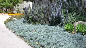Ground cover is a conundrum for many homeowners. Our Favorite Groundcovers Garden View Landscape Nursery And Pools
