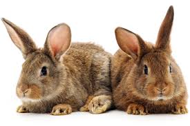 Rabbits make great pets, which is why there are so many places where you can adopt one! Why Banning Pet Store Sales Of Rabbits Is A Great Idea
