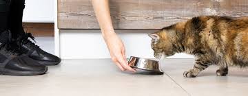 Put the pill in the device and push down the plunger to release the tablet in their mouth. My Cat Is Not Eating How To Feed A Fussy Cat Purina