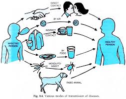 The Following Illustrates Indirect Vs Direct Transmission Of Disease While Direct Transmission Is Very St Disease Non Communicable Disease Infectious Disease