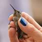 Hummingbird Banding at Bogus Basin
