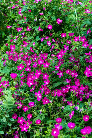 Image result for Hippocratea graciliflora