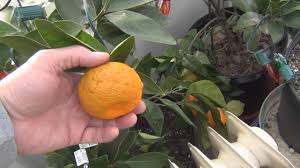 We did not find results for: Growing Container Citrus Trees In A Greenhouse Youtube
