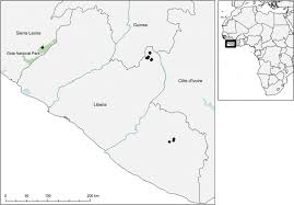 Image result for Vepris grandifolia