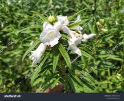 Image result for Pedaliaceae