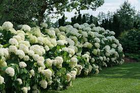 It has all the color and appeal of a classic bigleaf hydrangea, but with the foolproof care and amazing cold tolerance of a smooth (also known as annabelle type) hydrangea. Incrediball Smooth Hydrangea Hydrangea Arborescens Proven Winners