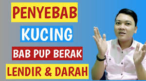 2 ekor mati.dan seekor lg xlalu nak minum.mcm lemah.dan 1 lagi sy nak tnya.boleh ke sy mandikan ank kucing yg masih kecil ni.sbb dia berak habis bulu2 pon comot. Penyebab Kucing Bab Pup Berak Lendir Campur Darah Youtube
