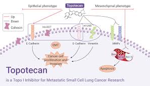 Image result for Topotecan