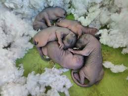 Did You Know That Female Squirrels Have Two Litters A Year
